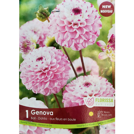 Dahila, Decorative - Ball Genova, 1 Pack