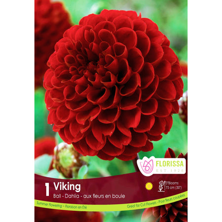 Dahila, Decorative - Pompon Viking 1 Pack