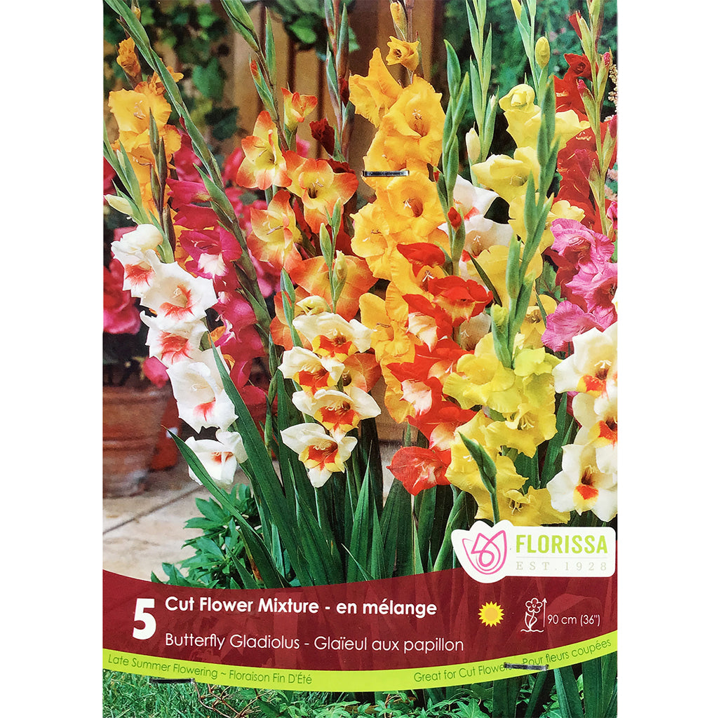 Gladiolus, Novelty - Butterfly Mix Bulbs, 5 Pack
