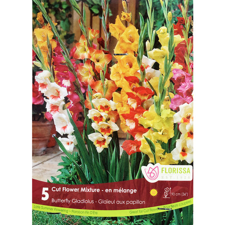 Gladiolus, Novelty - Butterfly Mix Bulbs, 5 Pack