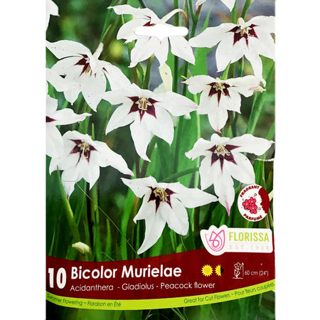 Acidanthera - Bicolor Murielae Bulbs, 10 Pack