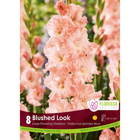 Gladiolus, Novelty - Blushed Look Bulbs, 8 Pack