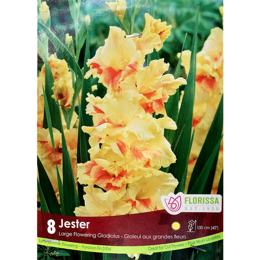 Gladiolus, Novelty - Jester Bulbs, 8 Pack