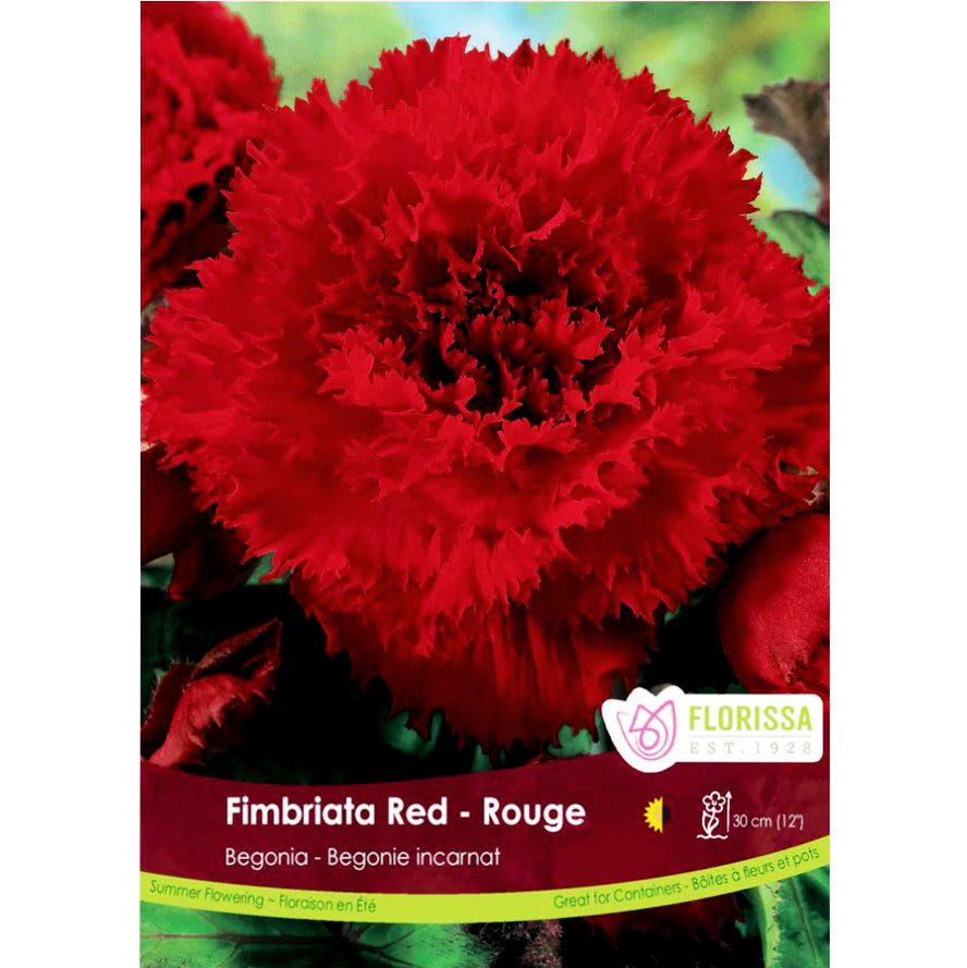 Begonia - Fimbriata Red Bulbs, 1 Pack