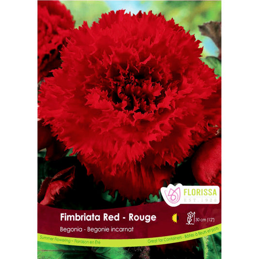 Begonia - Fimbriata Red Bulbs, 1 Pack