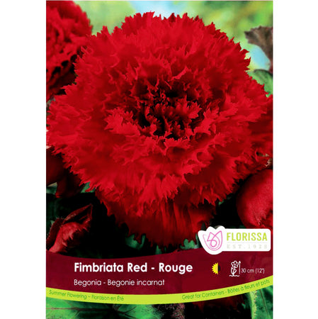 Begonia - Fimbriata Red Bulbs, 1 Pack