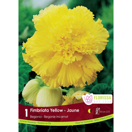 Begonia - Fimbriata Yellow Bulbs, 1 Pack
