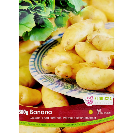 Seed Potato - Gourmet Banana, VN, 500g Bag