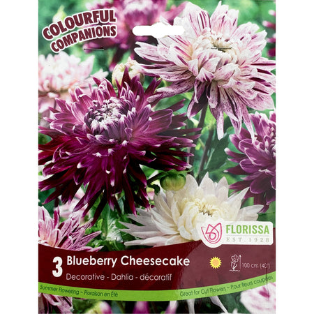 Companions - Blueberry Cheescake Bulbs, 3Pk
