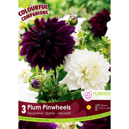 Companions - Plum Pinwheels Bulbs, 3Pk