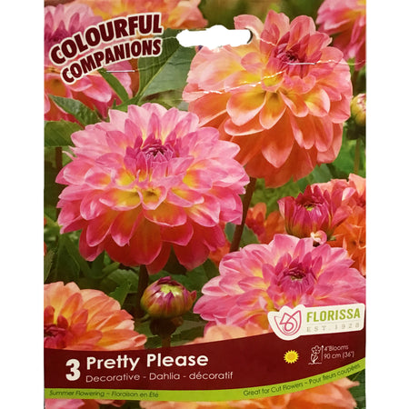 Companions - Pretty Please Bulbs, 3Pk