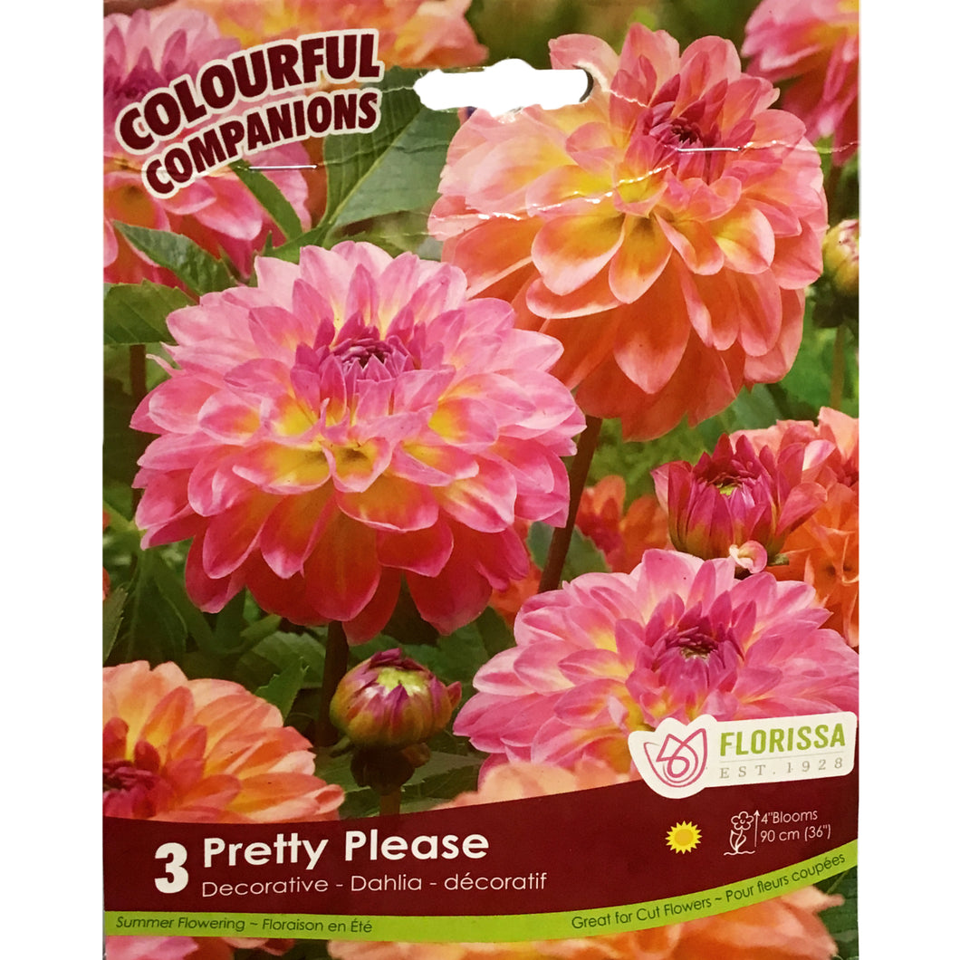 Companions - Pretty Please Bulbs, 3Pk – Floral Acres Greenhouse ...