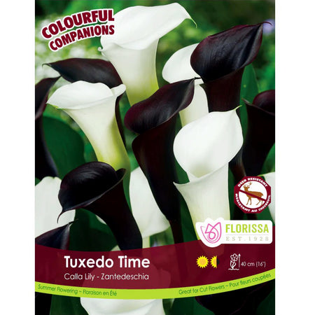 Companions - Tuxedo Time Bulbs, 3Pk