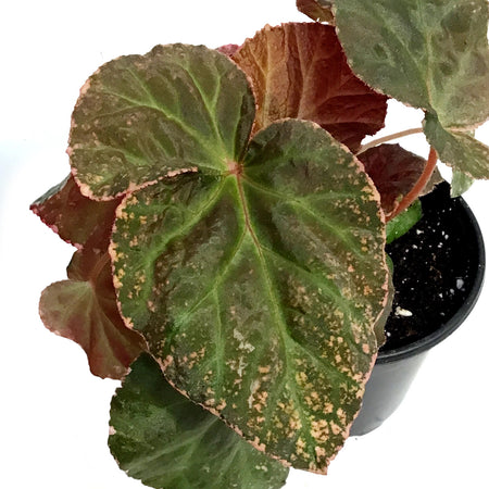 Begonia, 4in, Midnight Sun