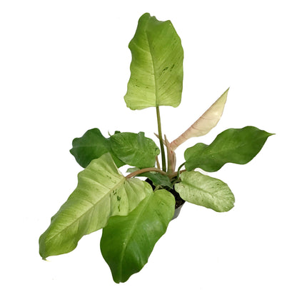 Philodendron, 4in, Snowdrift