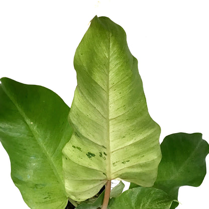 Philodendron, 4in, Snowdrift
