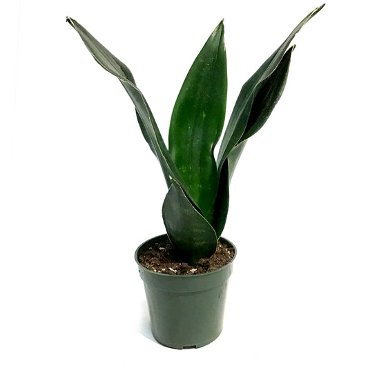 Sansevieria, 4in, Black Diamond
