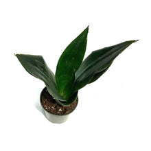 Load image into Gallery viewer, Sansevieria, 4in, Black Diamond
