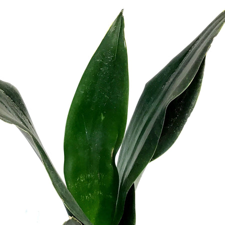 Sansevieria, 4in, Black Diamond