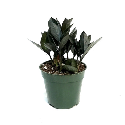 ZZ Plant, 4in, Zamioculcas Zamiifolia Zamicro, Blk