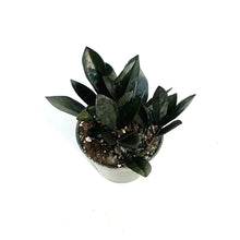 Load image into Gallery viewer, ZZ Plant, 4in, Zamioculcas Zamiifolia Zamicro, Blk
