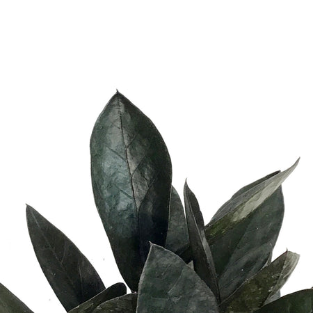 ZZ Plant, 4in, Zamioculcas Zamiifolia Zamicro, Blk