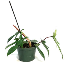 Load image into Gallery viewer, Philodendron, 6in, Florida Ghost
