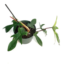 Load image into Gallery viewer, Philodendron, 6in, Florida Ghost
