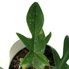 Load image into Gallery viewer, Philodendron, 6in, Florida Ghost
