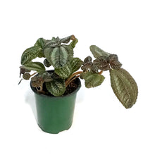 Load image into Gallery viewer, Pilea, 3.5in, Friendship
