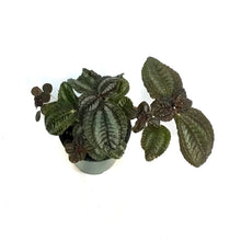 Load image into Gallery viewer, Pilea, 3.5in, Friendship
