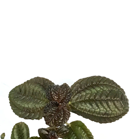 Pilea, 3.5in, Friendship