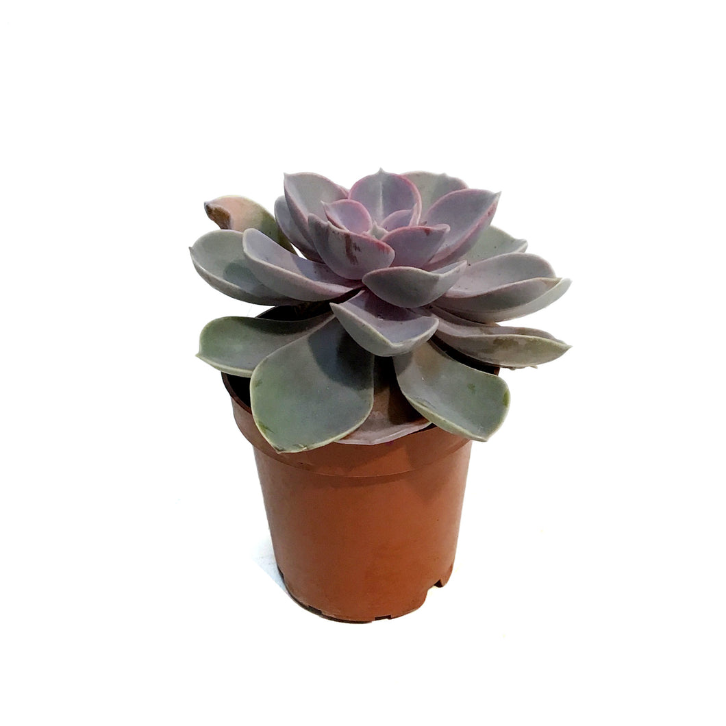 Succulent, 3.5in, Echeveria Pearl Von Nurnberg