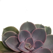 Load image into Gallery viewer, Succulent, 3.5in, Echeveria Pearl Von Nurnberg
