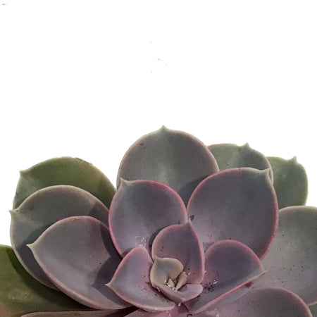 Succulent, 3.5in, Echeveria Pearl Von Nurnberg