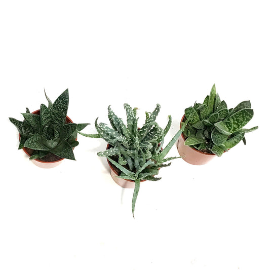 2.5in Assorted Aloe Mix Assorted