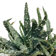 Load image into Gallery viewer, 2.5in Assorted Aloe Mix Assorted
