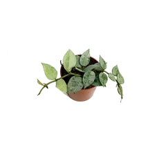 Load image into Gallery viewer, Hoya, 2.5in, Arctic
