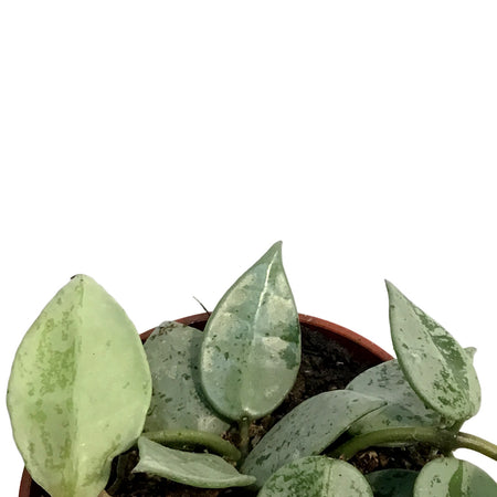 Hoya, 2.5in, Arctic