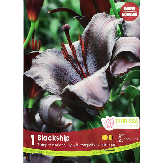 Lily, Novelty - Blackship Bulbs, 1 Pack