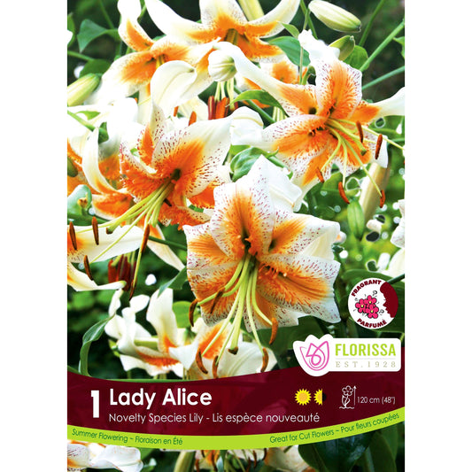 Lily, Novelty - Lady Alice Bulbs, 1 Pack