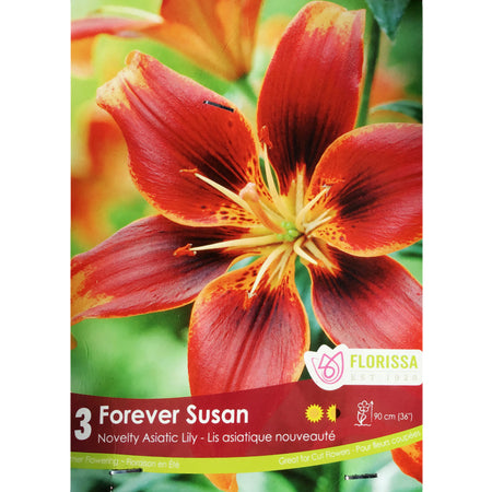 Lily, Asiatic- Forever Susan Bulbs, 3 Pack