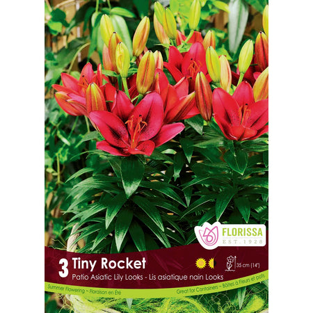 Lily, Patio - Tiny Rocket Bulbs, 3 Pack