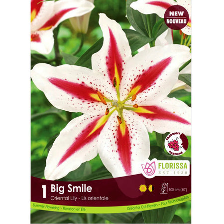 Lily, Oriental - Big Smile Bulbs, 1 Pk