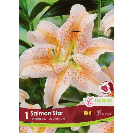 Lily, Oriental - Salmon Stargazer Bulbs, 1 Pk