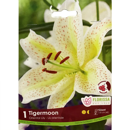 Lily, Oriental - Tiger Moon Bulbs, 1 Pk