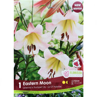 Lily, OT Hybrid - Eastern Moon Bulbs, 1 Pk