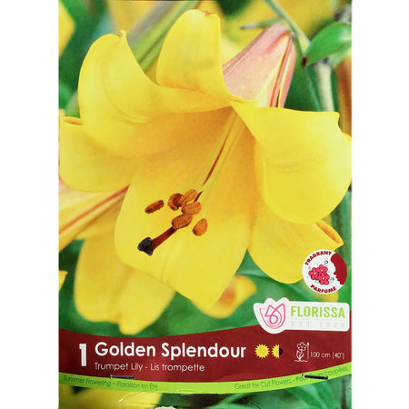 Lily, Trumpet - Golden Splendour Bulb, 1 Pack