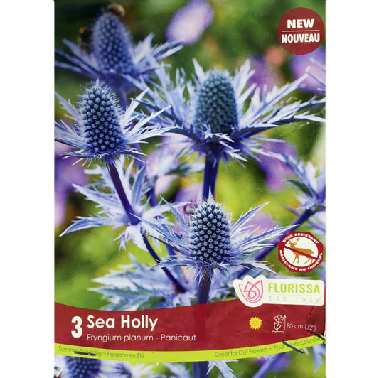 Eryngium - Planum, 3 Pack