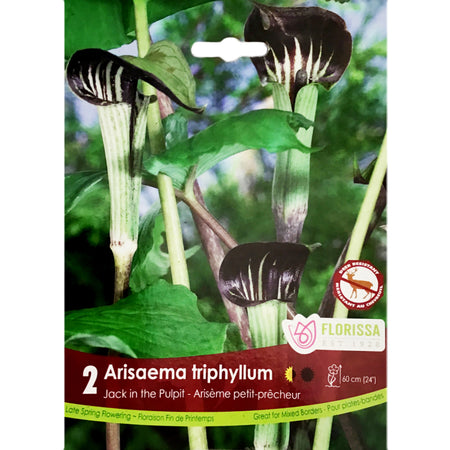 Arisaema- Triphyllum, 2 Pack